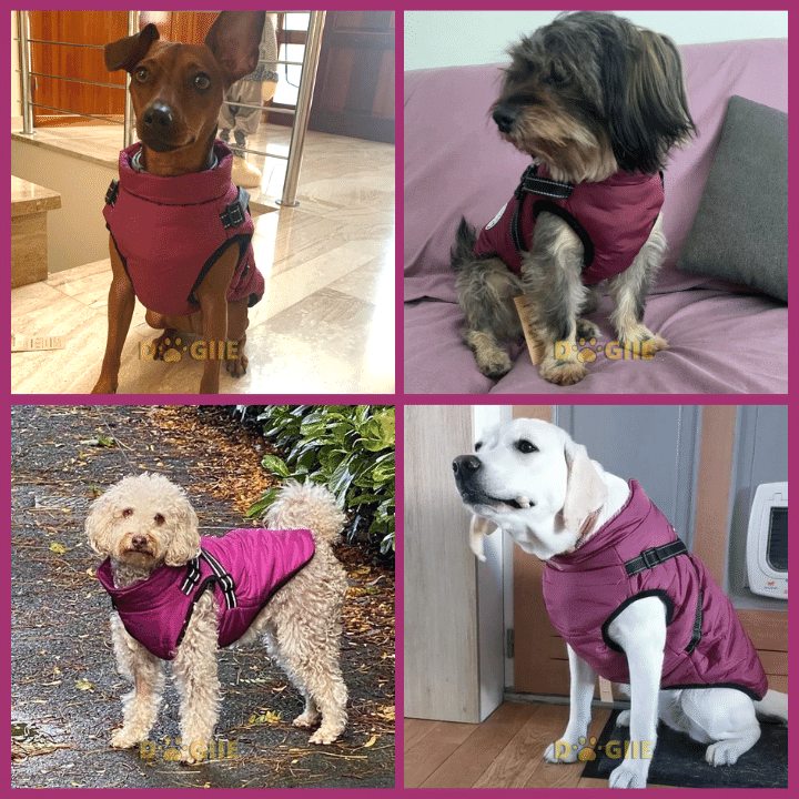 😍Today Special offer 47% OFF-Waterproof Winter Dog Jacket with Built-in Harness