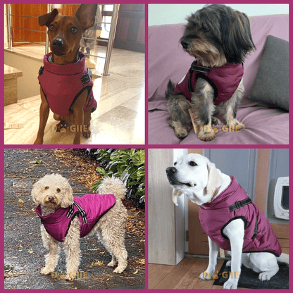 😍Today Special offer 47% OFF-Waterproof Winter Dog Jacket with Built-in Harness